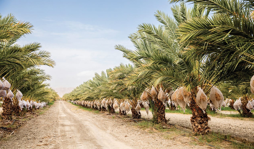 Beit Hogla — Date Palm Orchard Management with AI